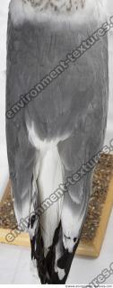 animal skin feathers seagull 0010